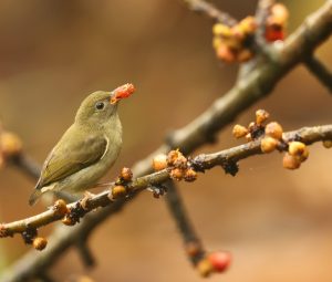 Buzzing Flowerpecker, 白腹啄花鸟, Dicaeum hypoleucum-gallery-5