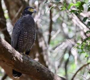 Philippine Serpent Eagle, 菲律宾蛇雕, Spilornis holospilus-gallery-9