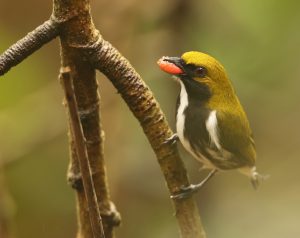Olive-backed Flowerpecker, 绿背锯齿啄花鸟, Prionochilus olivaceus-gallery-10