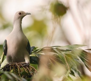 Green Imperial Pigeon, 绿皇鸠, Ducula aenea-gallery-11
