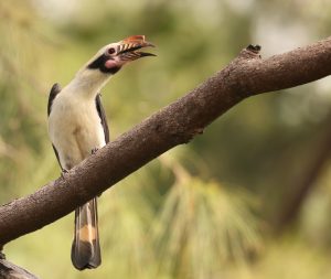 Luzon Hornbill, 吕宋犀鸟, Penelopides manillae-gallery-13