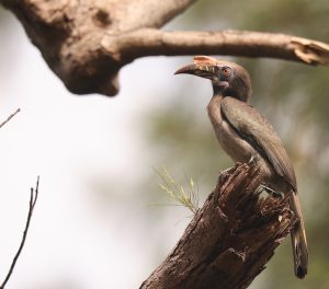 Luzon Hornbill, 吕宋犀鸟, Penelopides manillae-gallery-15