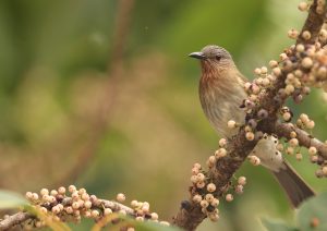 Philippine Bulbul, 菲律宾鹎, Hypsipetes philippinus-gallery-17
