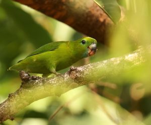 Guaiabero, 菲律宾鹦鹉, Bolbopsittacus lunulatus-gallery-19