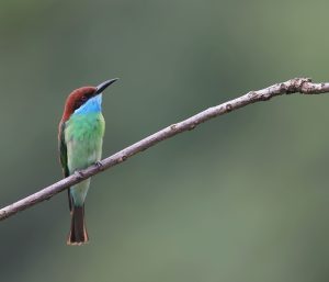 Rufous-crowned Bee-eater, 蓝喉蜂虎, Merops viridis-gallery-20