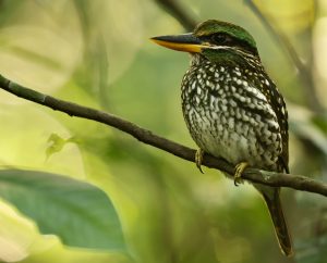 Spotted Wood Kingfisher, 斑林翡翠, Actenoides lindsayi-gallery-21
