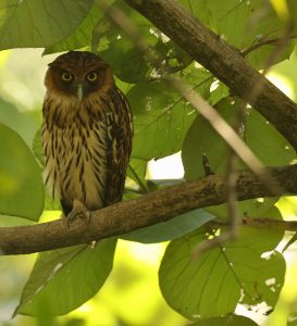 Philippine Eagle Owl, 菲律宾雕鸮, Bubo philippensis-gallery-23