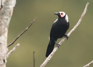 Coleto, 秃椋鸟, Sarcops calvus-gallery-24