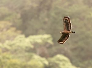 Philippine Serpent Eagle, 菲律宾蛇雕, Spilornis holospilus-gallery-26