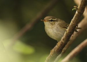 Kamchatka Leaf Warbler, 堪察加柳莺, Phylloscopus examinandus-gallery-27