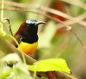 Maroon-naped Sunbird, 栗颈太阳鸟, Aethopyga guimarasensis-gallery-28