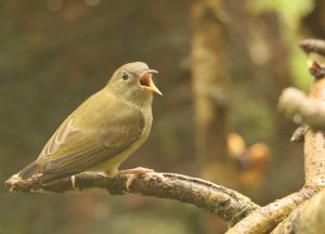 Buzzing Flowerpecker, 白腹啄花鸟, Dicaeum hypoleucum-gallery-54