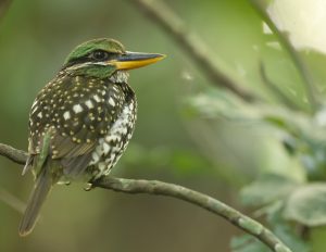 Spotted Wood Kingfisher, 斑林翡翠, Actenoides lindsayi-gallery-53