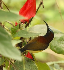 Maroon-naped Sunbird, 栗颈太阳鸟, Aethopyga guimarasensis-gallery-52