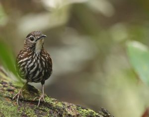 Striated Wren Babbler, 条纹地鹛, Ptilocichla mindanensis-gallery-29