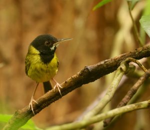 Yellow-breasted Tailorbird, 萨马缝叶莺, Orthotomus samarensis-gallery-30
