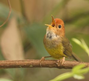 Rufous-headed Tailorbird, 褐头缝叶莺, Phyllergates heterolaemus-gallery-31