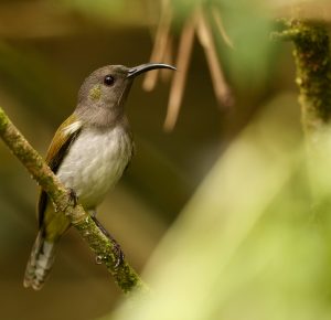 Grey-hooded Sunbird, 哈氏太阳鸟, Aethopyga primigenia-gallery-32
