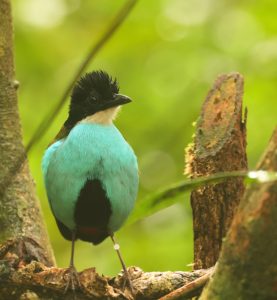Azure-breasted Pitta, 蓝胸八色鸫, Pitta steerii-gallery-33