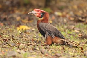 Rufous Hornbill, 棕犀鸟, Buceros hydrocorax-gallery-34