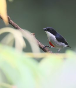 Red-keeled Flowerpecker, 红纹啄花鸟, Dicaeum australe-gallery-35