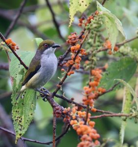 Olive-capped Flowerpecker, 绿顶啄花鸟, Dicaeum nigrilore-gallery-36