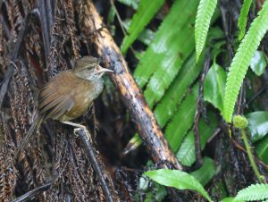 Long-tailed Bush Warbler, 长尾短翅莺, Locustella caudata-gallery-39
