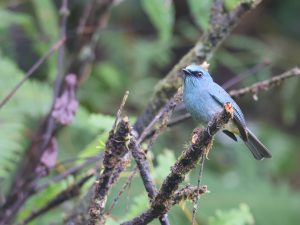 Turquoise Flycatcher, 岛仙鹟, Eumyias panayensis-gallery-40