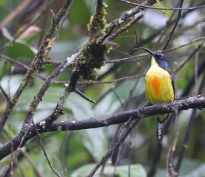 Lina’s Sunbird, 林氏太阳鸟, Aethopyga linaraborae-gallery-41