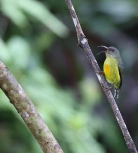 Lina’s Sunbird, 林氏太阳鸟, Aethopyga linaraborae-gallery-47