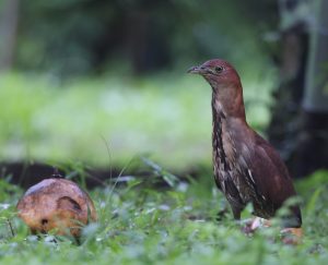 Japanese Night Heron, 栗鳽, Gorsachius goisagi-gallery-16