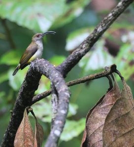 Orange-tufted Spiderhunter, 橙胁捕蛛鸟, Arachnothera flammifera-gallery-42