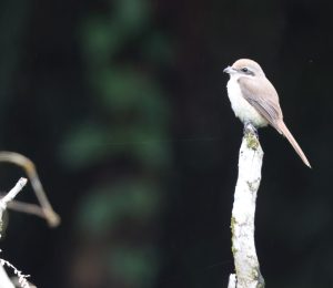 Brown Shrike, 红尾伯劳, Lanius cristatus-gallery-43