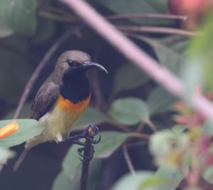 Palawan Sunbird, 黄腹花蜜鸟, Cinnyris jugularis-gallery-44