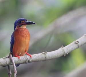 Blue-eared Kingfisher, 蓝耳翠鸟, Alcedo meninting-gallery-14