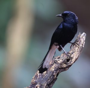 White-vented Shama, 白臀鹊鸲, Copsychus niger-gallery-45