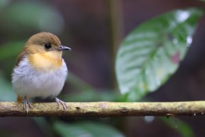 Palawan Flycatcher, 巴拉望姬鹟, Ficedula platenae-gallery-46