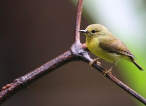 Brown-throated Sunbird, 褐喉食蜜鸟, Anthreptes malacensis-gallery-48