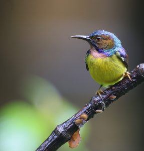 Brown-throated Sunbird, 褐喉食蜜鸟, Anthreptes malacensis-gallery-7