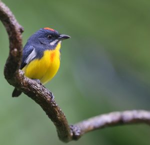 Palawan Flowerpecker, 巴拉望啄花鸟, Prionochilus plateni-gallery-8
