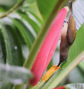 Pale Spiderhunter, 淡色捕蛛鸟, Arachnothera dilutior-gallery-50