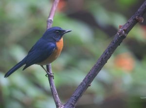 Mangrove Blue Flycatcher, 红树仙鹟, Cyornis rufigastra-gallery-1