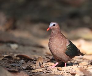 Common Emerald Dove, 绿翅金鸠, Chalcophaps indic-gallery-6