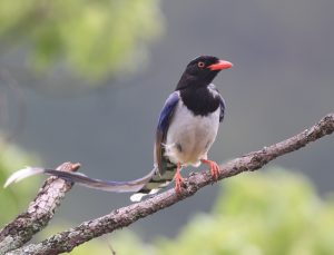 Taiwan Blue Magpie, 台湾蓝鹊, Urocissa caerulea-gallery-57