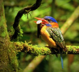 Hombron’s Kingfisher, 蓝顶翡翠, Actenoides hombroni (Ben Maputi)-gallery-37