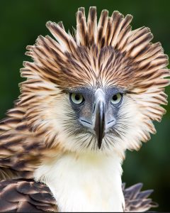Philippine Eagle, 菲律宾雕, Pithecophaga jefferyi-gallery-18