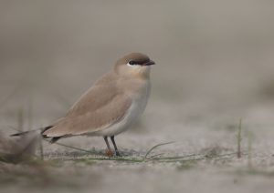 Small Pratincole, 灰燕鸻, Glareola lactea-gallery-0