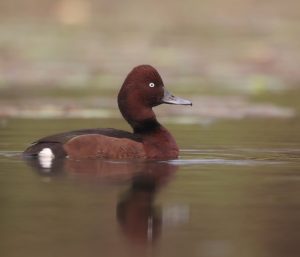 Ferruginous Duck, 白眼潜鸭, Aythya nyroca-gallery-5