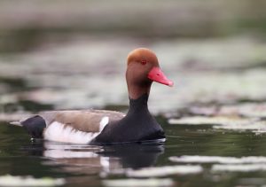 Red-crested Pochard, 赤嘴潜鸭, Netta rufina-gallery-7