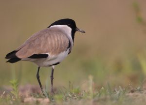 River Lapwing, 距翅麦鸡, Vanellus duvaucelii-gallery-8